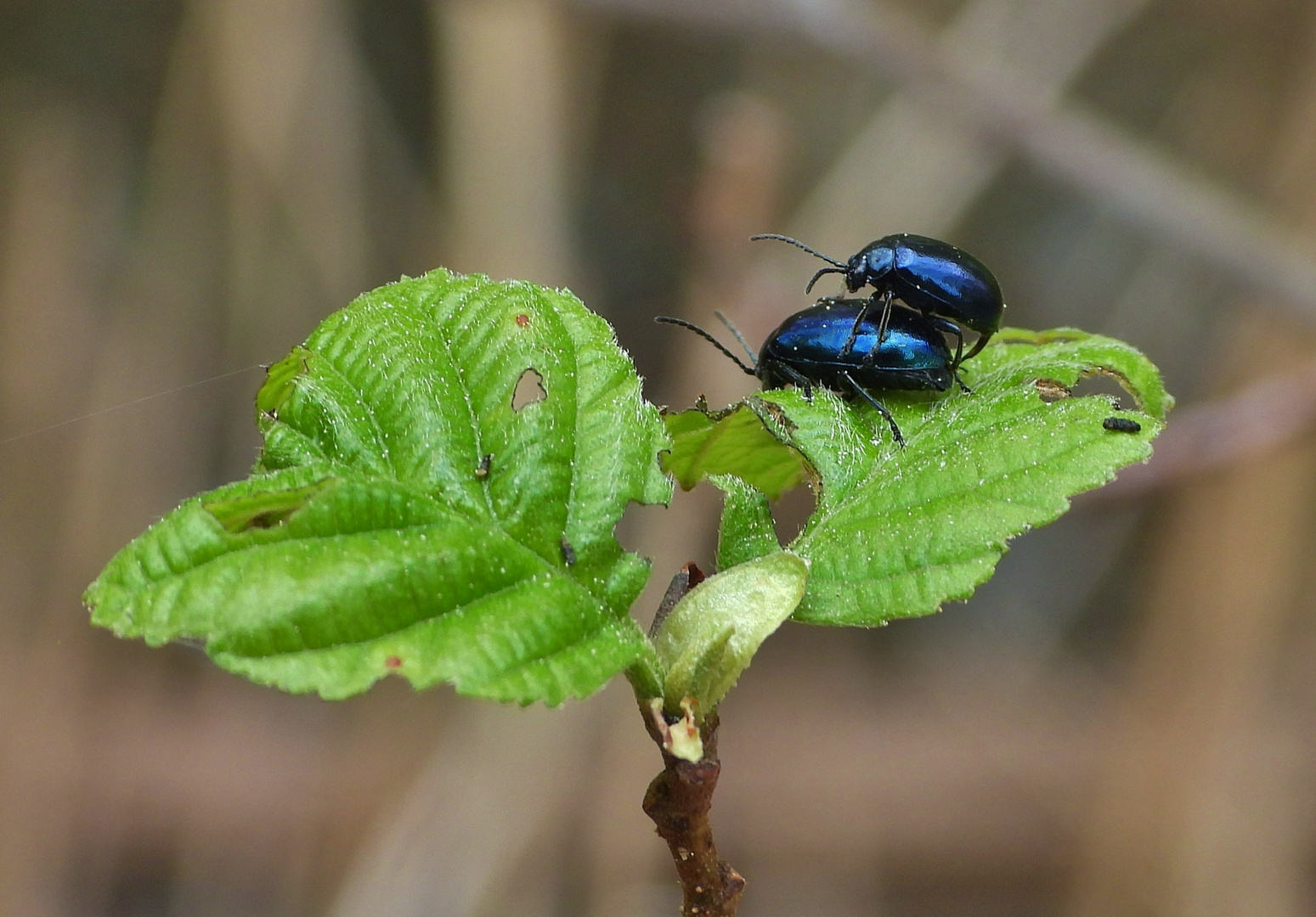 Blauer Erlenblattkäfer