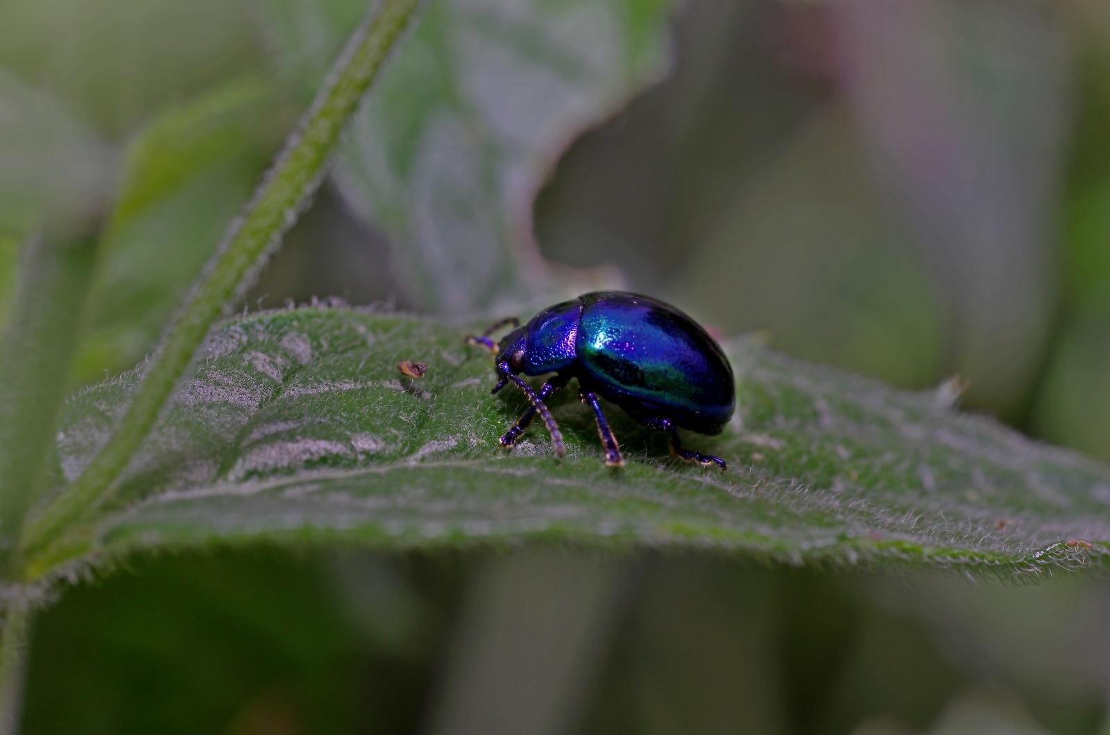 Blauer Erlenblattkäfer ?