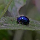 Blauer Erlenblattkäfer ?