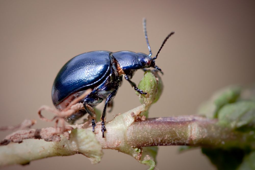 blauer erlenblattkäfer