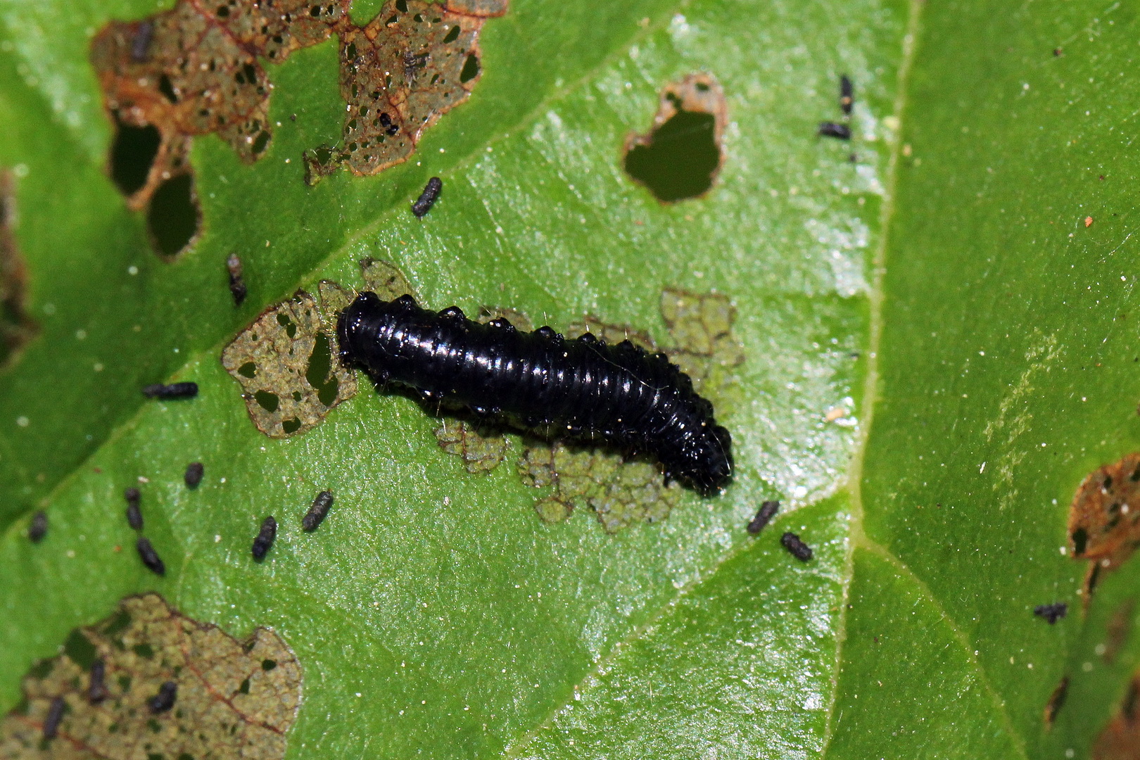 Blauer Erlenblattkäfer