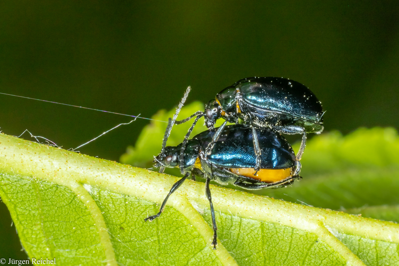 Blauer Erlenblattkäfer (Agelastica alni) 