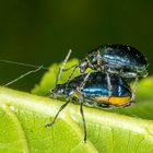 Blauer Erlenblattkäfer (Agelastica alni) 