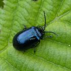 Blauer Erlenblattkäfer (Agelastica alni)