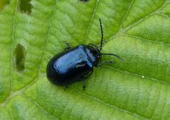 Blauer Erlenblattkäfer (Agelastica alni)