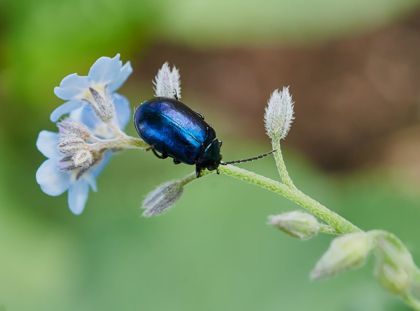 Blauer Erlenblattkäfer (Agelastica alni)