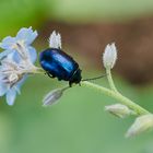 Blauer Erlenblattkäfer (Agelastica alni)