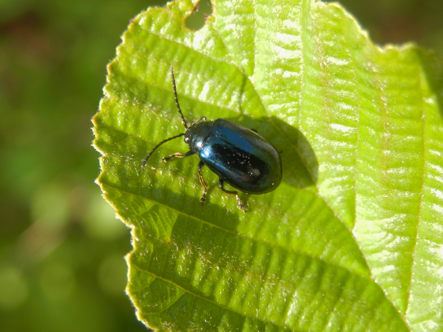 Blauer Erlenblattkäfer (Agelastica alni)