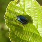 Blauer Erlenblattkäfer (Agelastica alni)