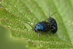 Blauer Erlenblattkäfer (Agelastica alni) bei der Paarung