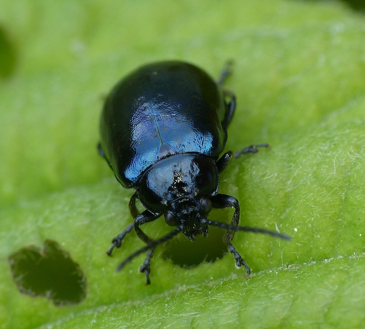 Blauer Erlenblattkäfer (Agelastica alni) beim Futtern