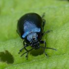 Blauer Erlenblattkäfer (Agelastica alni) beim Futtern