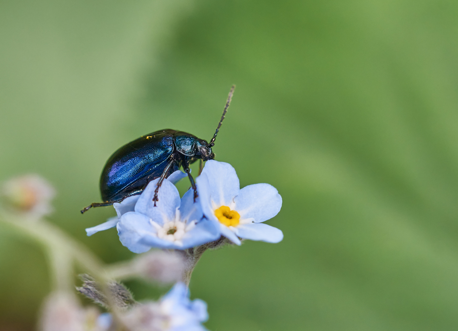 Blauer Erlenblattkäfer (Agelastica alni)