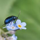 Blauer Erlenblattkäfer (Agelastica alni)