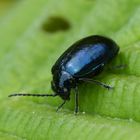 Blauer Erlenblattkäfer (Agelastica alni) zum Dritten