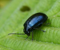 Blauer Erlenblattkäfer (Agelastica alni) zum Dritten