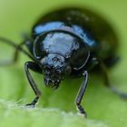 Blauer Erlenblattkäfer (Agelastica alni) zum Vierten