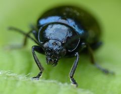 Blauer Erlenblattkäfer (Agelastica alni) zum Vierten