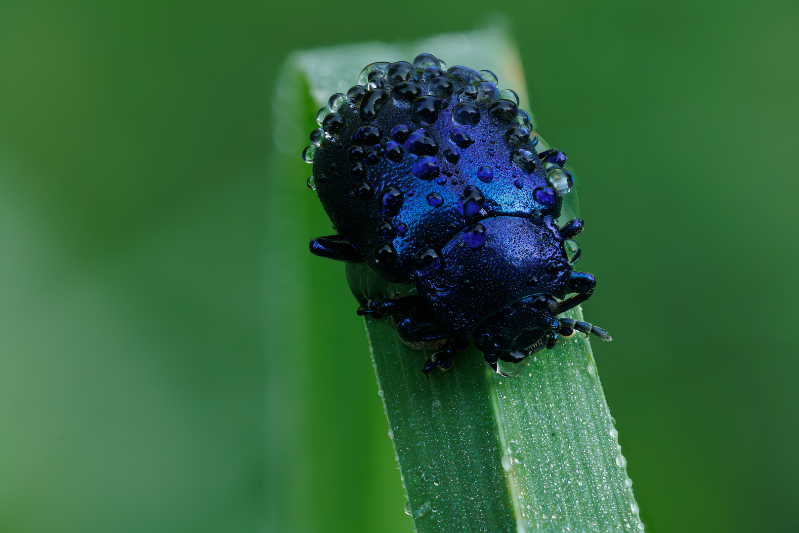 Blauer Erlenblattkäfer