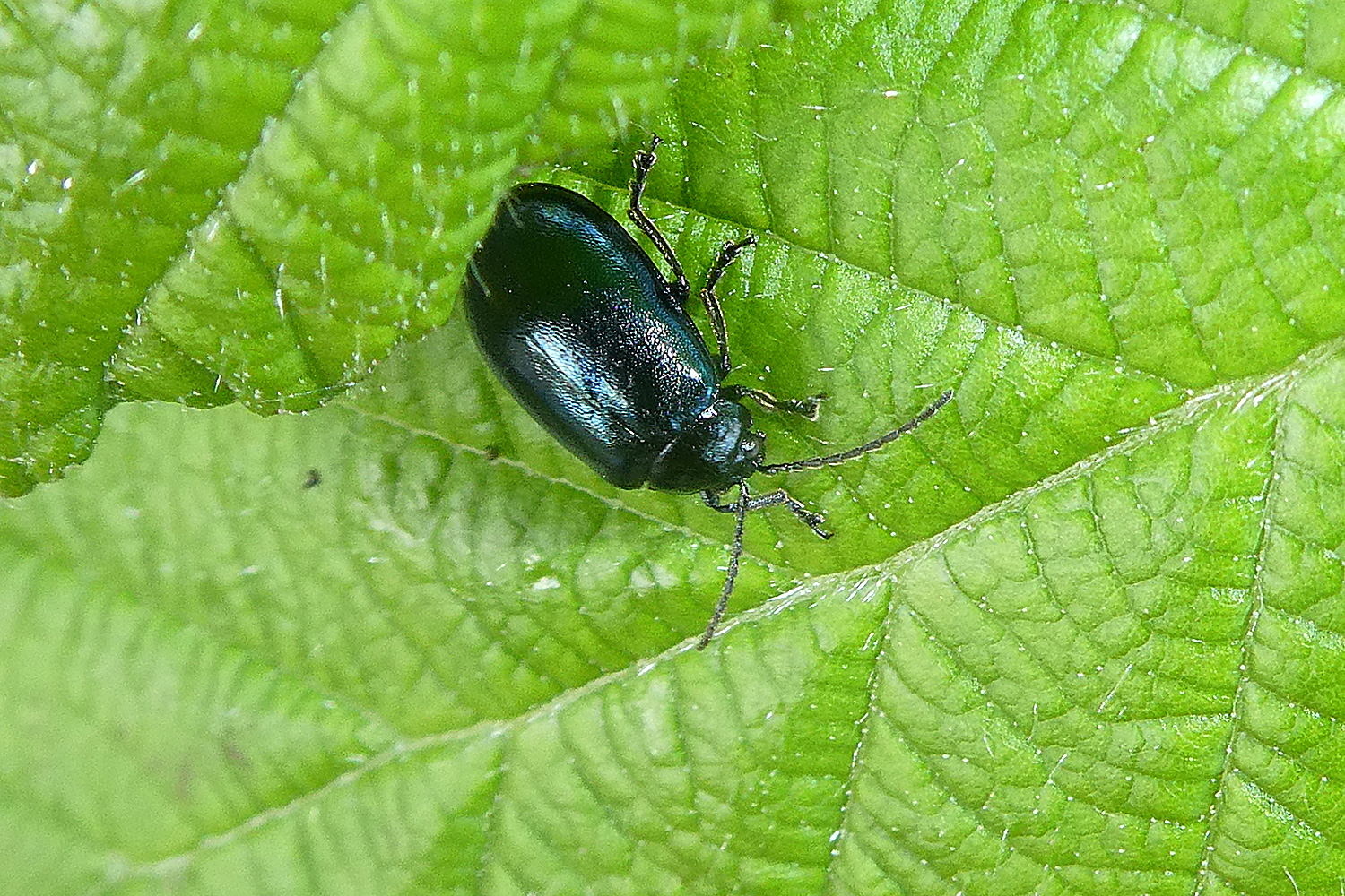 Blauer Erlenblattkäfer