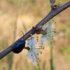 Blauer Erlenblattkäfer