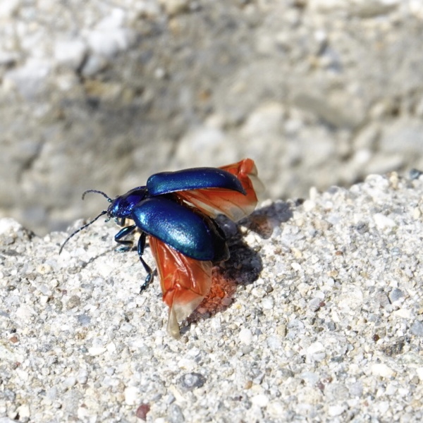 Blauer Erlenblattkäfer 