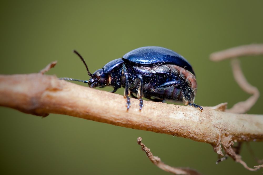 blauer erlenblattkäfer II