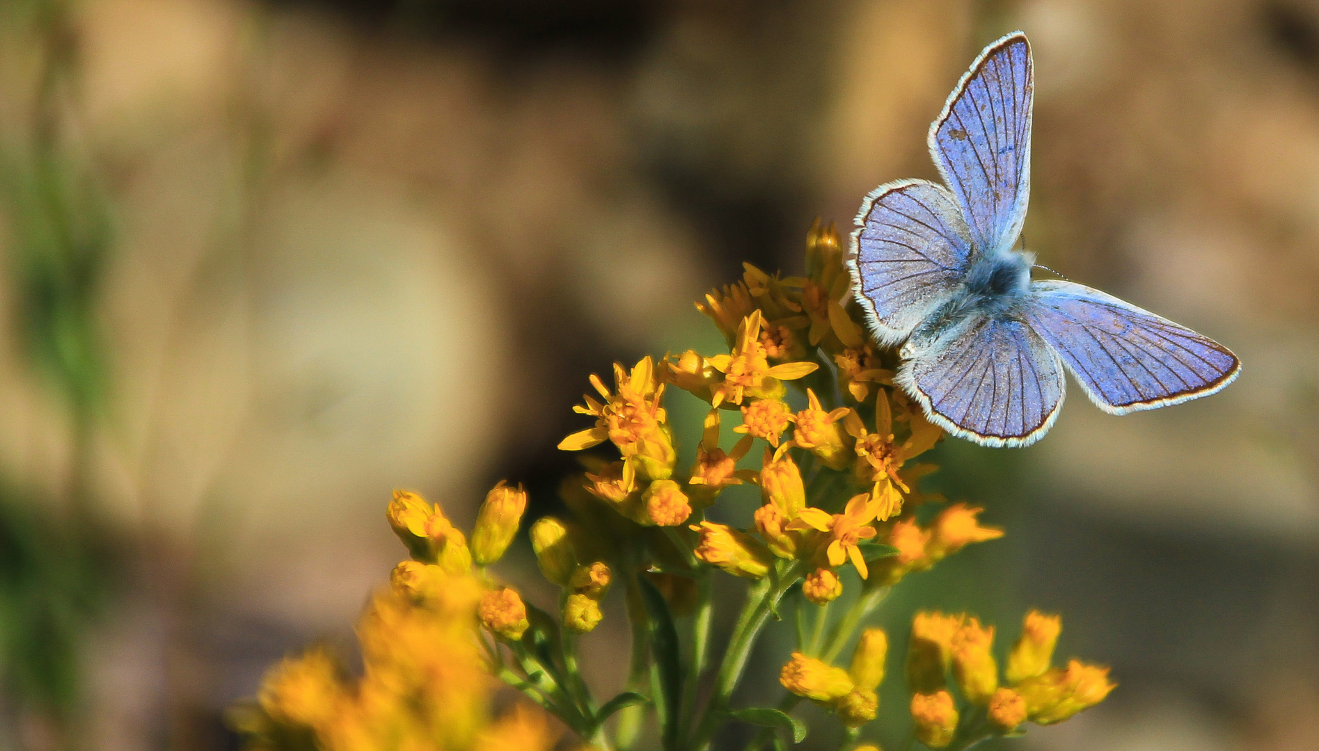 Blauer Falter