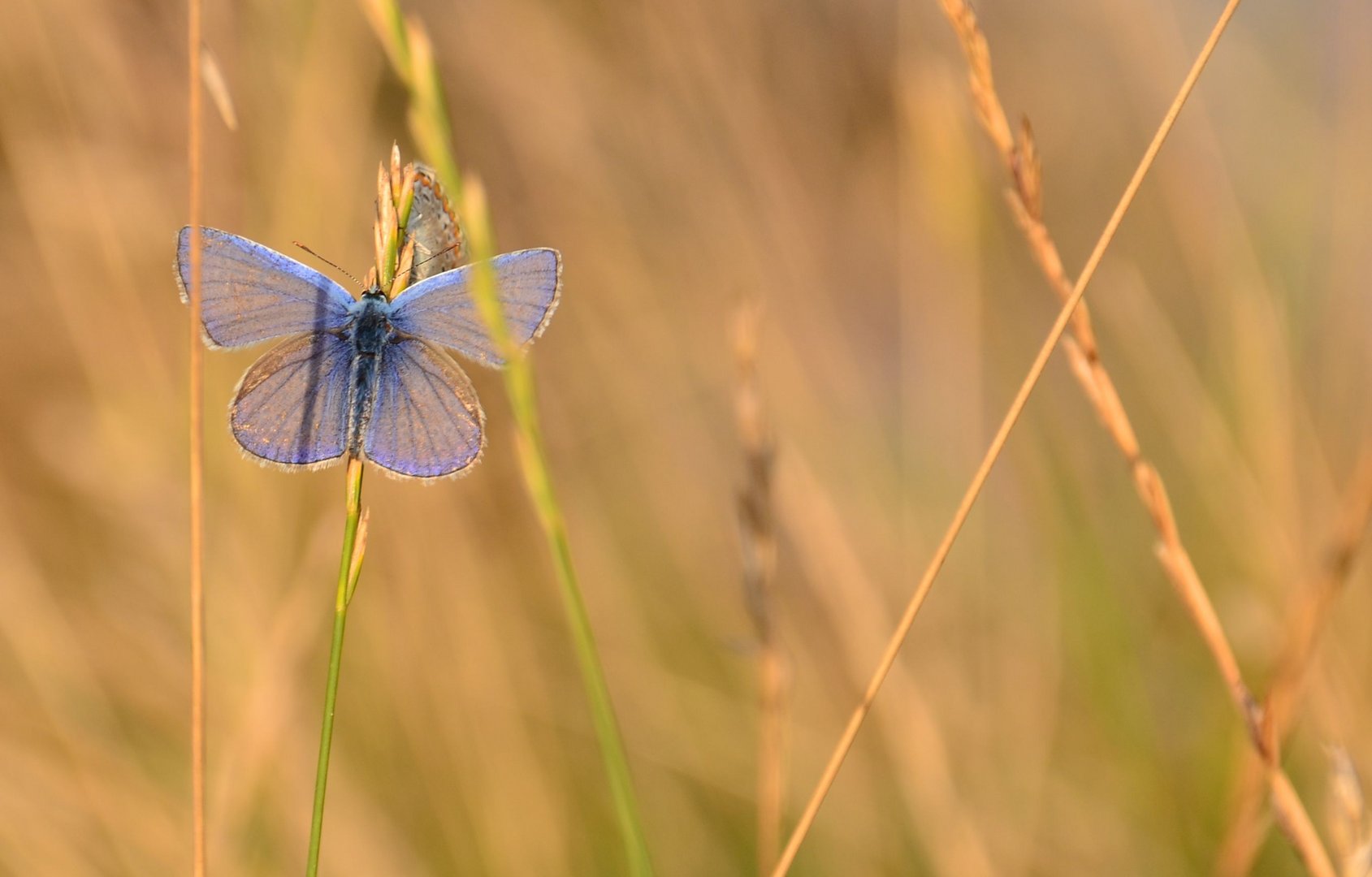 Blauer Falter