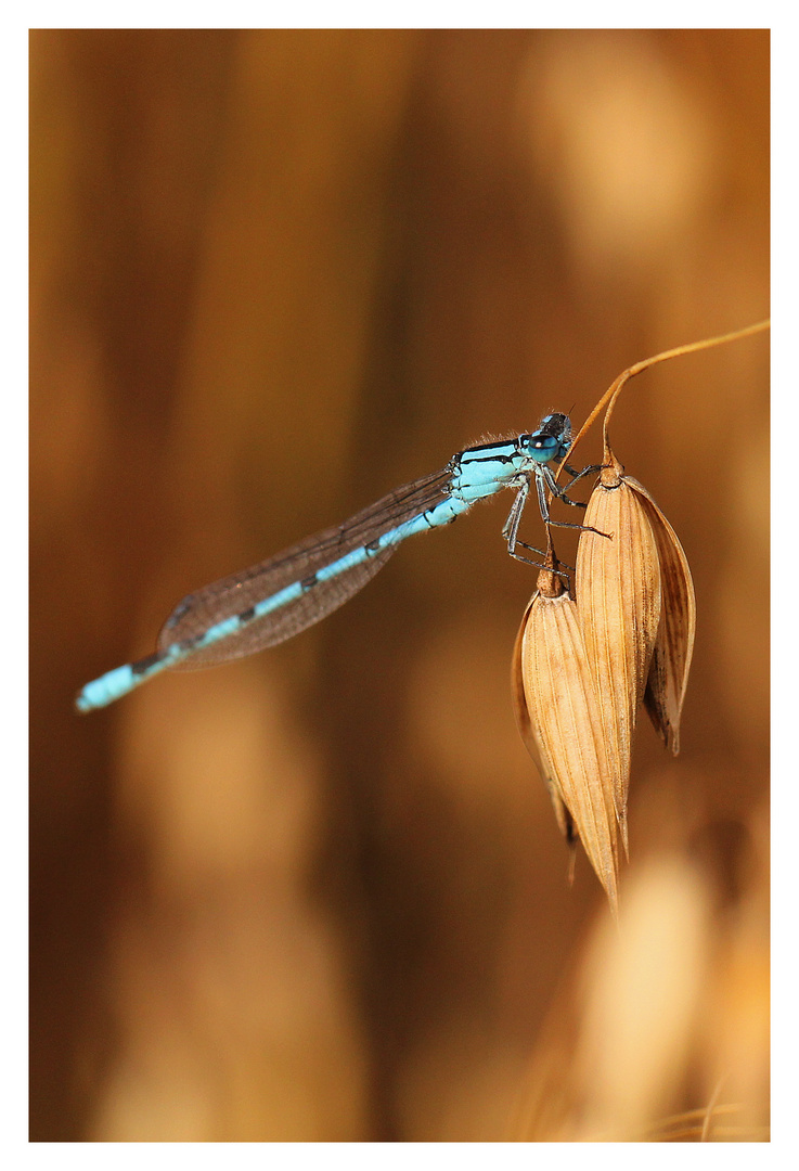 Blauer Farbkleks im Getreidefeld