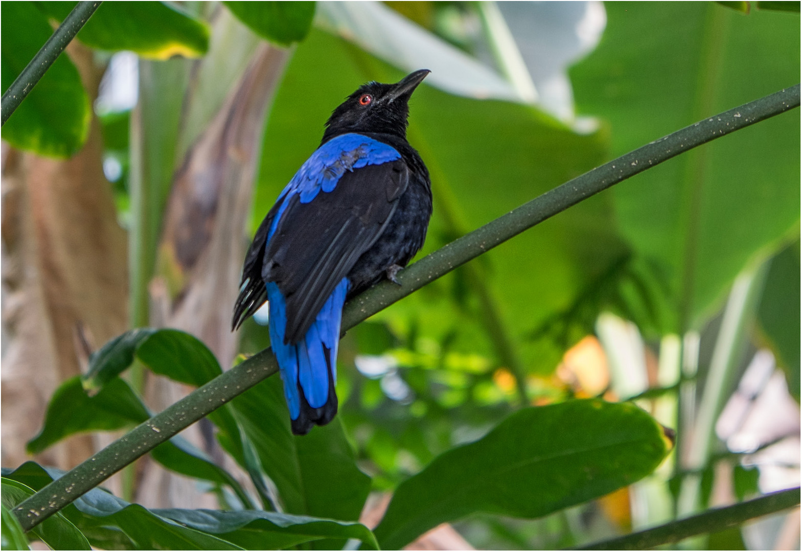 Blauer Feenvogel