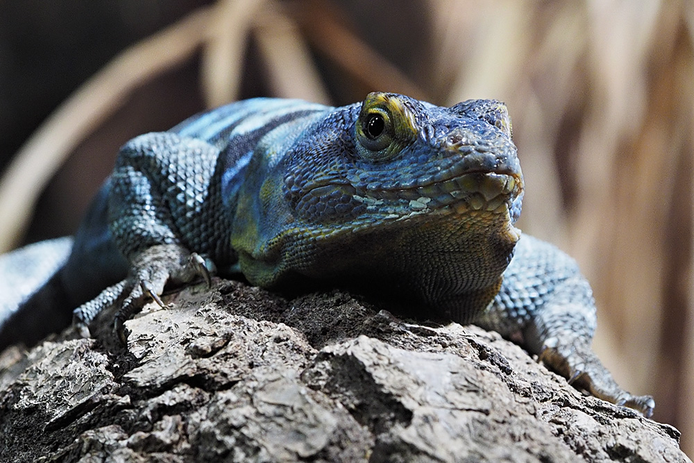 Blauer Felsenleguan...