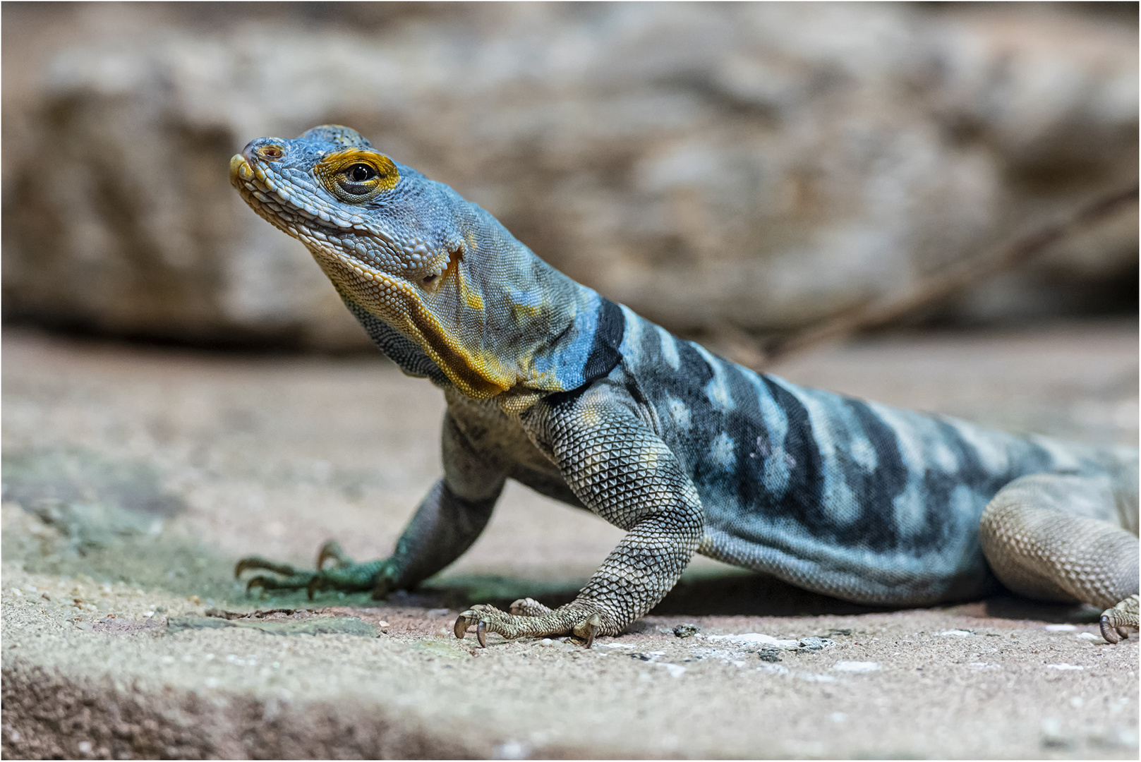 Blauer Felsenleguan