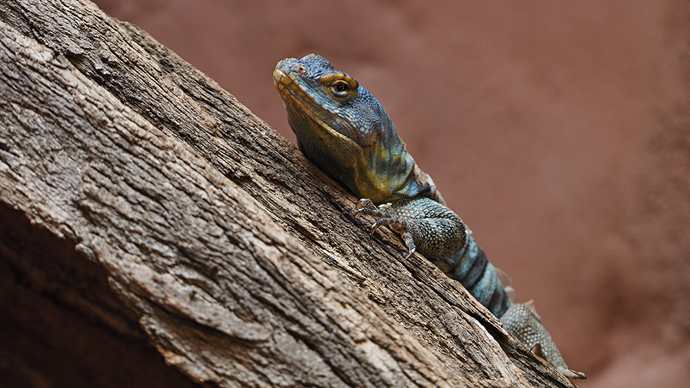 Blauer Felsenleguan