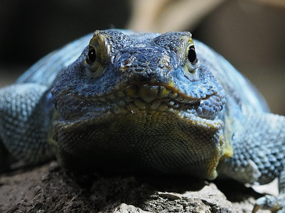 Blauer Felsenleguan...