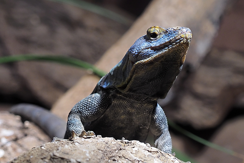 Blauer Felsenleguan