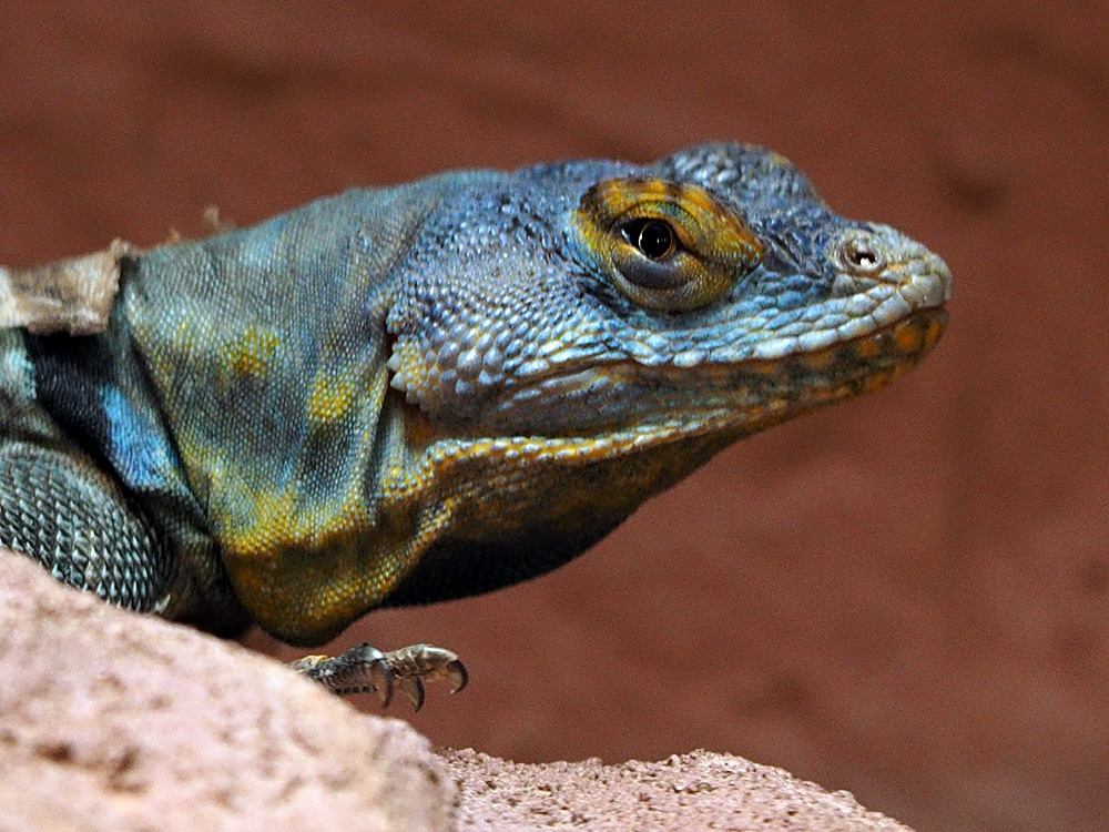 Blauer Felsenleguan