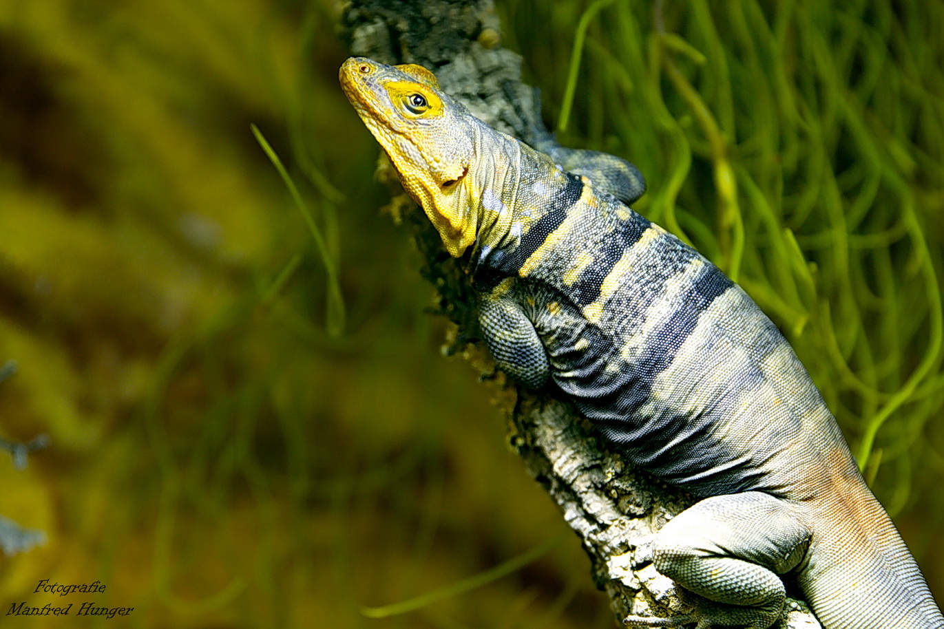 Blauer Felsenleguan