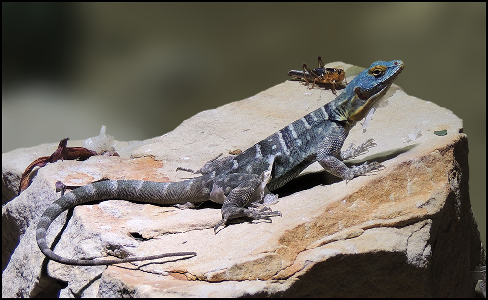 Blauer Felsenleguan - Petrosaurus thalassinus