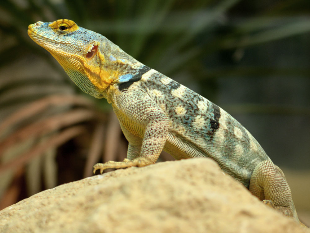 Blauer Felsenleguan (Petrosaurus thalassinus)