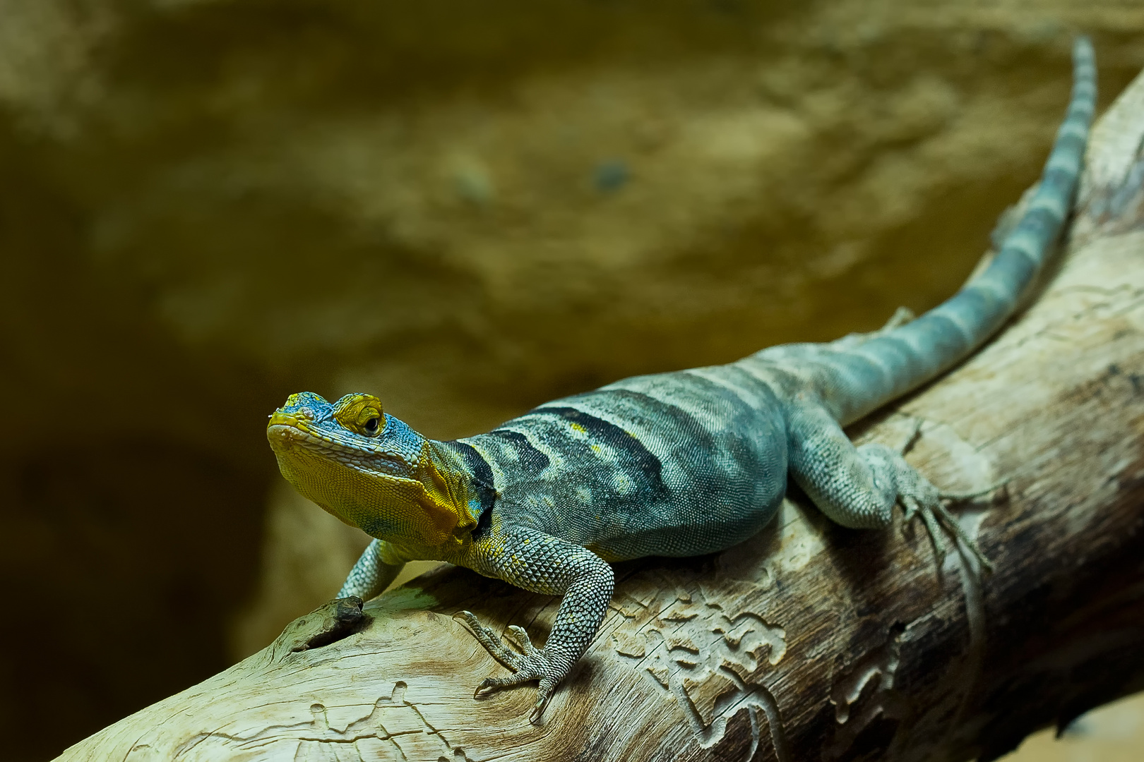 Blauer Felsenleguan (Petrosaurus thalassinus)