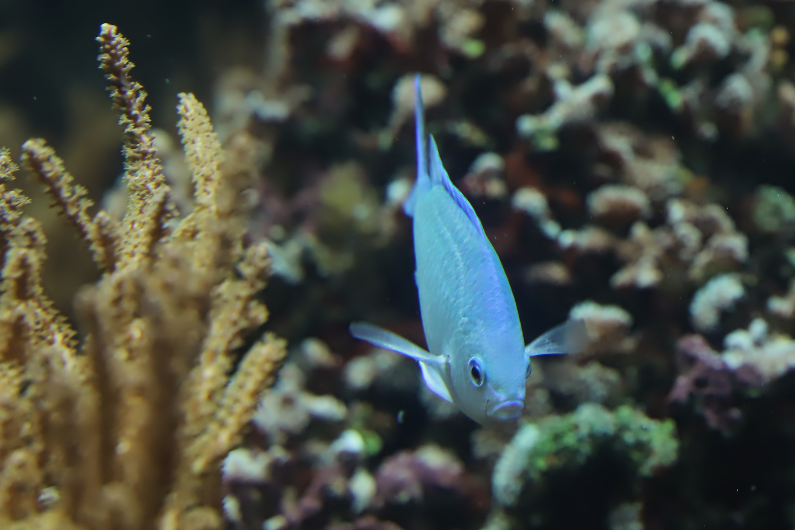 Blauer Fisch (2019_03_25_EOS 6D Mark II_1106_ji)