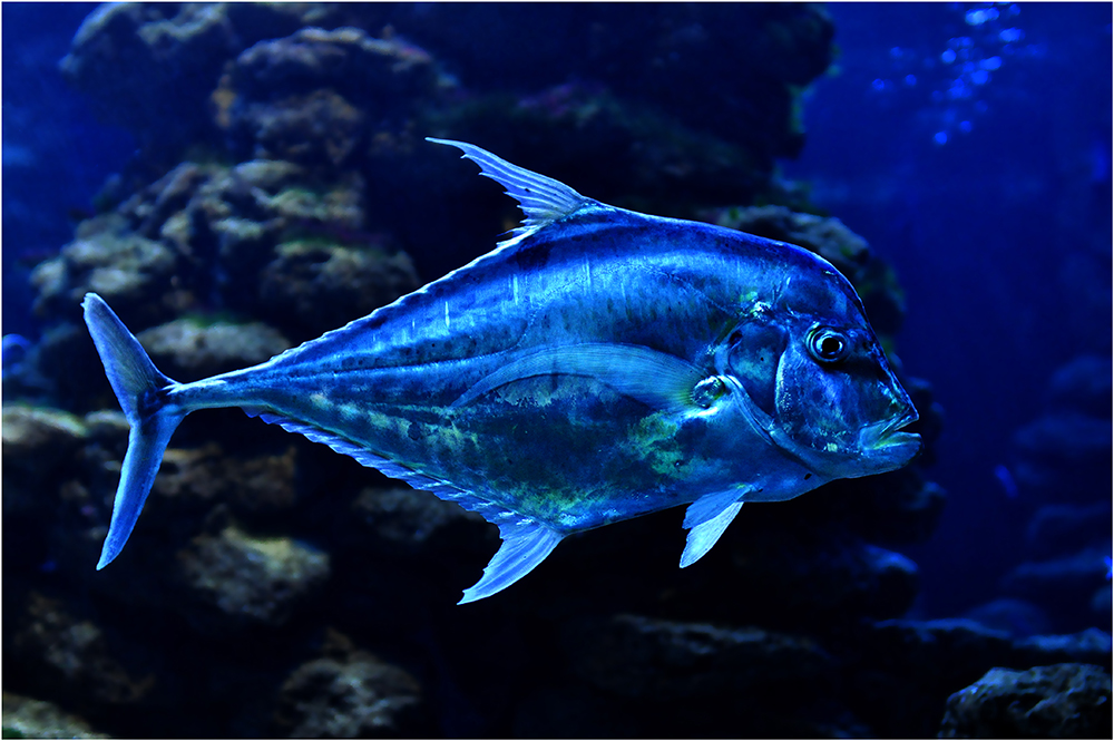 blauer Fisch