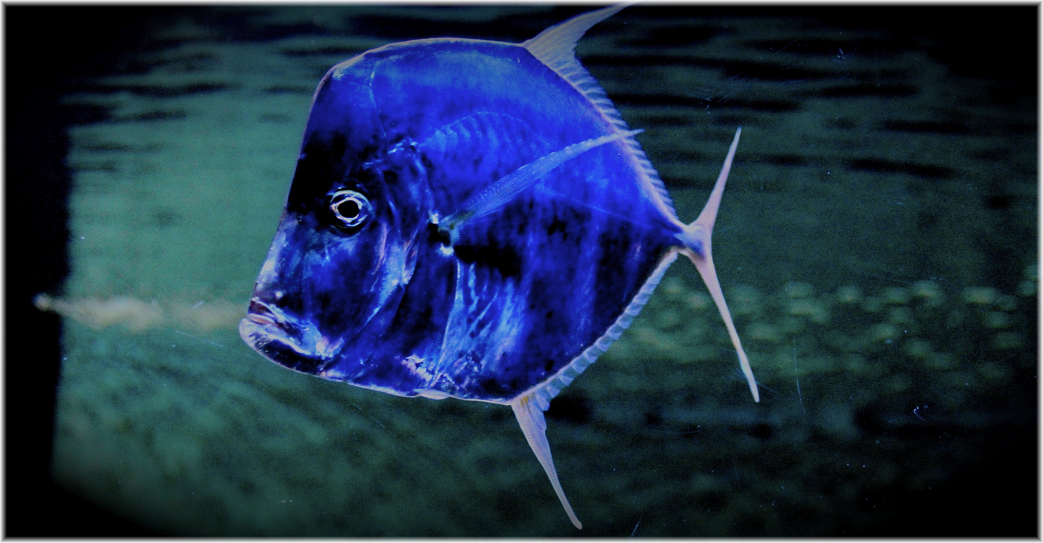 Blauer Fisch