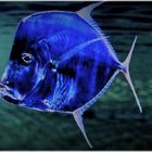 Blauer Fisch