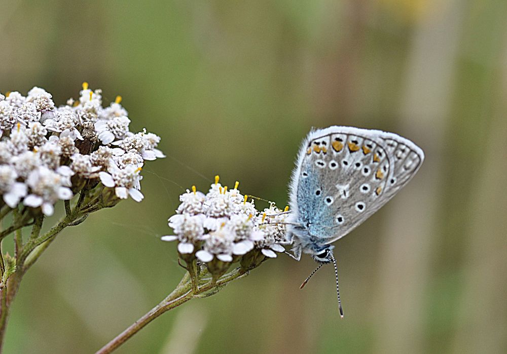 blauer FLATTERmann