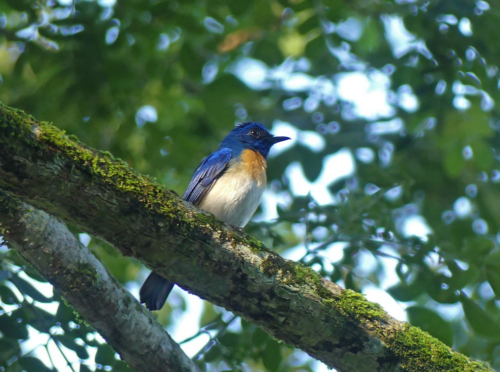 Blauer Fliegenschnäpper