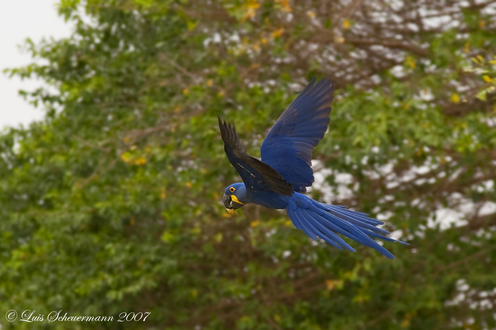 Blauer Flieger