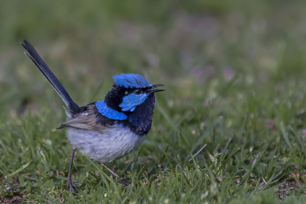 Blauer Flummi auf Zahnstochern