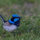 Blauer Flummi auf Zahnstochern